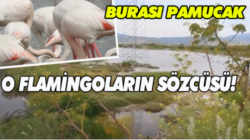 O FLAMİNGOLARIN SÖZCÜSÜ!